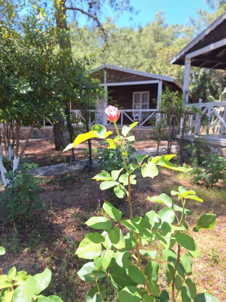 Olympos Angels Garden 16