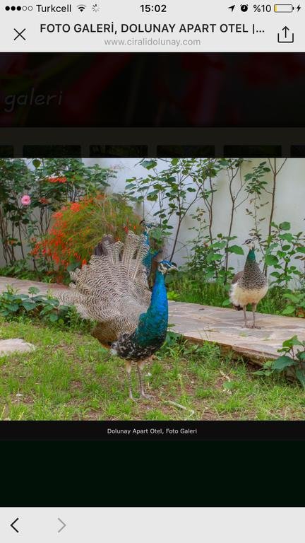 Cirali Dolunay 24