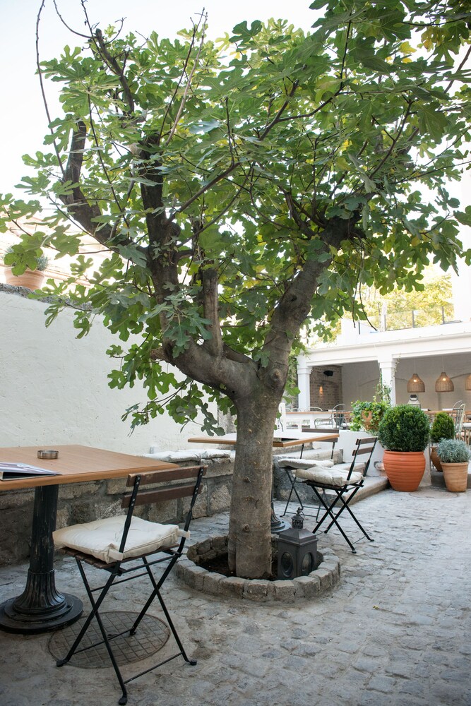 Smokvica Dorcol B&B 1