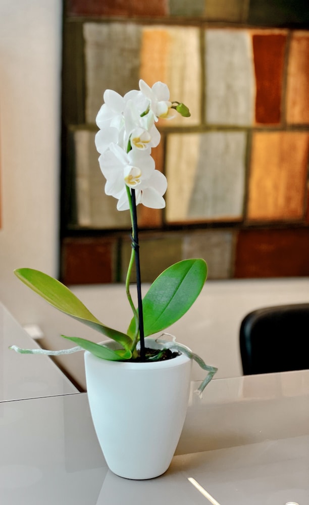 SM Hotel Sant Antoni 3