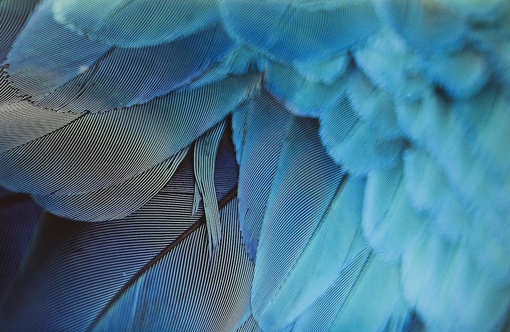De Seze 19
