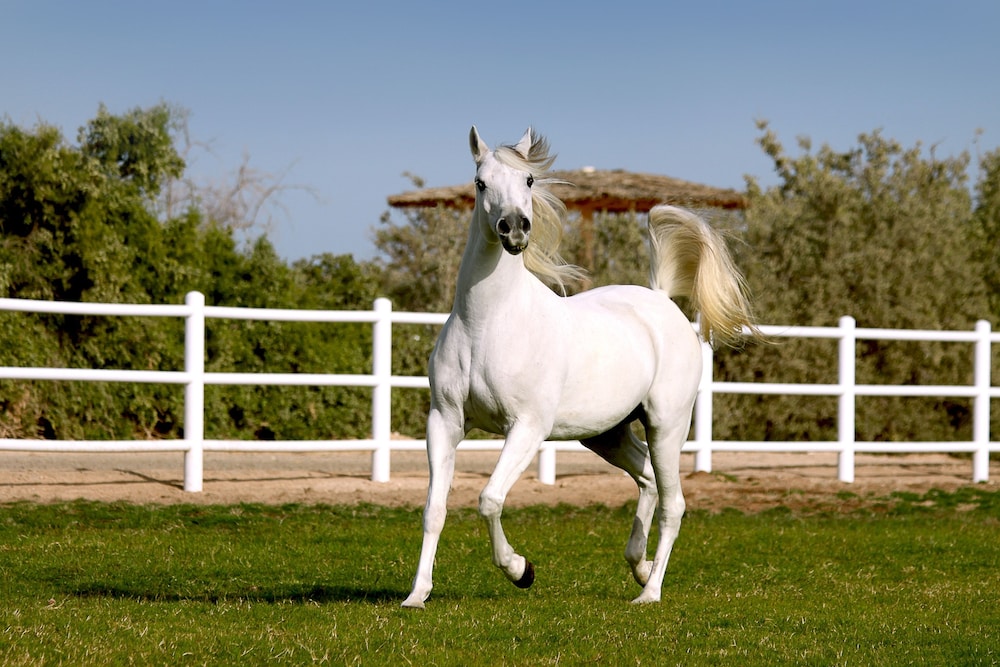 Anantara Sir Bani Yas Island Al Sahel Villa Resort 24