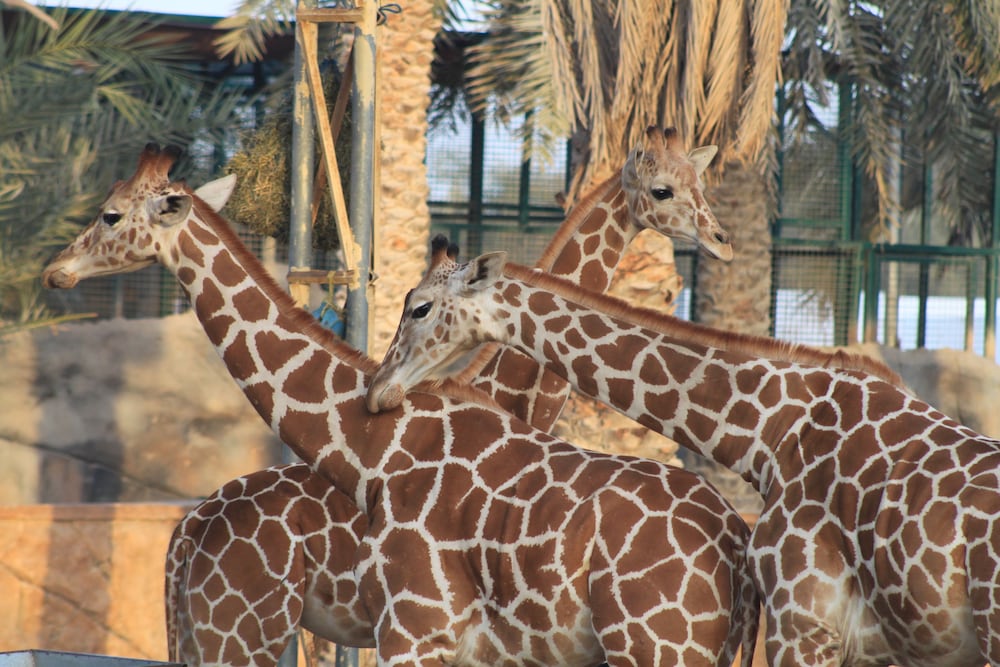 Emirates Park Zoo & Resort 23