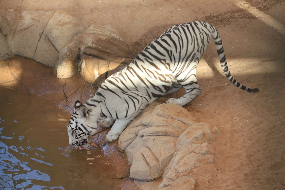 Emirates Park Zoo & Resort 24