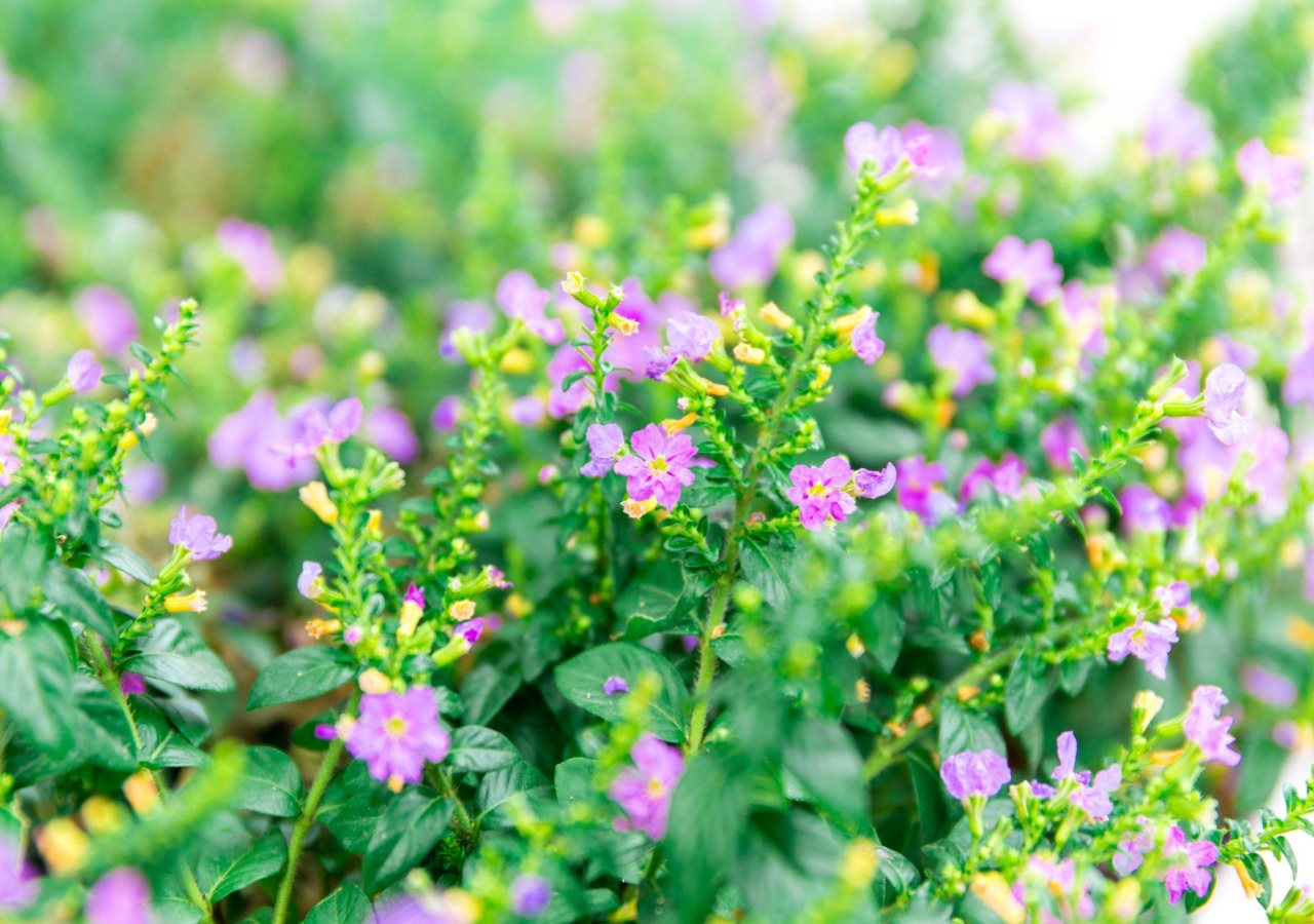 Lilac Relax-Residence 12