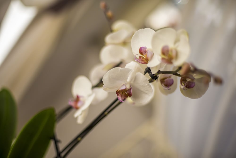 Trastevere Royal Suite 24