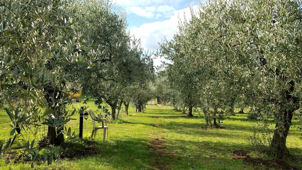 Olive Tree Hill 18
