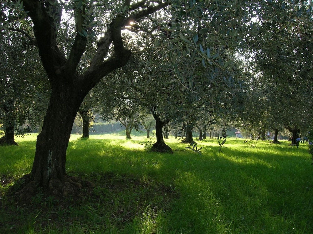 Olive Tree Hill 21